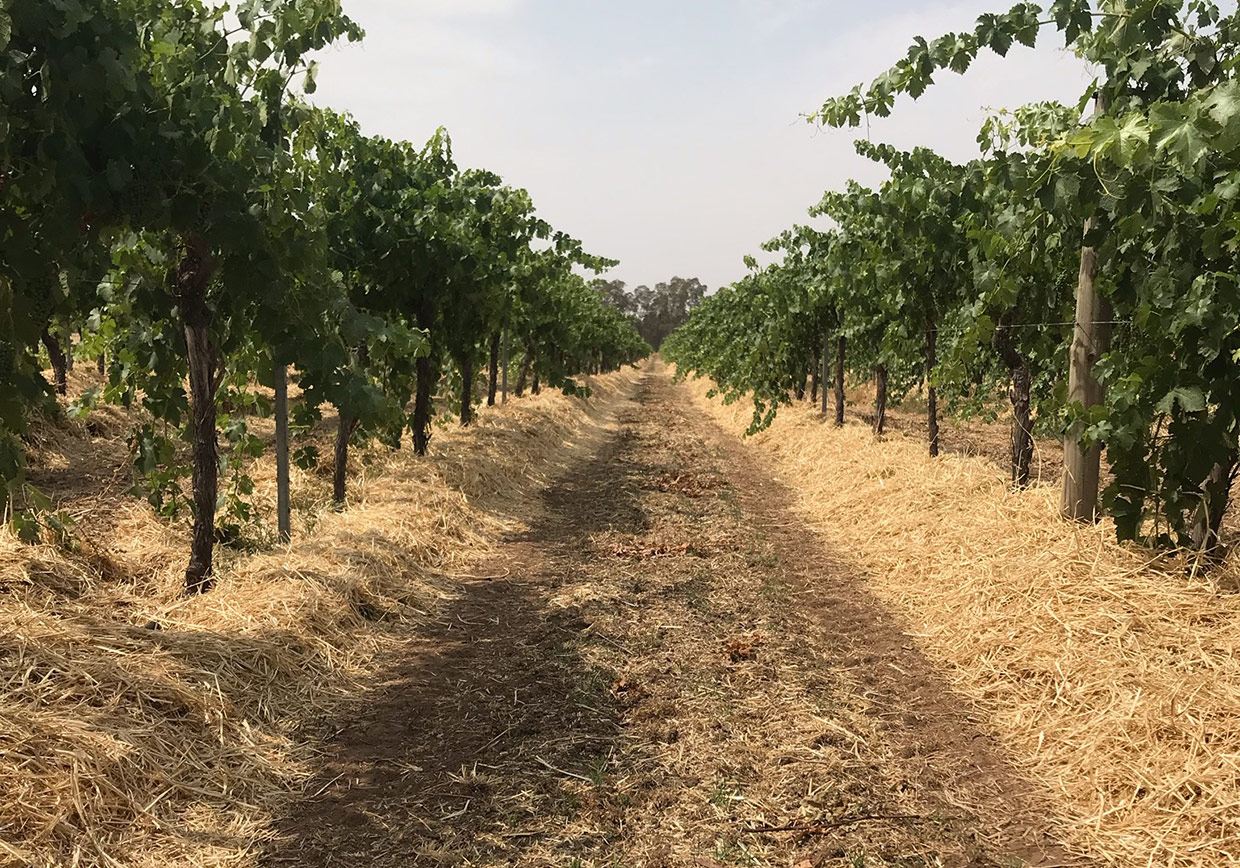 Straw mulching image